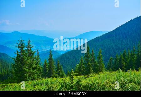 Enjoy the view of the lush conifer forest from the Subalpine zone of Mount Smotrych of Chornohora Range, Dzembronia, Carpathian mountains, Ukraine