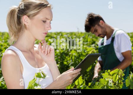concentrated young woman using tablet at vineyard on sunny day Stock Photo