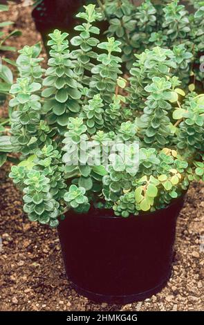 Peperomia verticillata Growing in a pot a evergreen perennial with green flowers is frost tender good indoor house plant also called Red Log peperomia Stock Photo