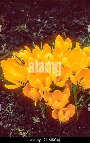 Close up of a group of yellow Crocus vernus. Spring flowering and fully hardy corms Stock Photo