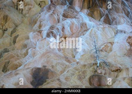 Travertine formations and tree snag at Mammoth Terraces in Yellowstone National Park. Stock Photo