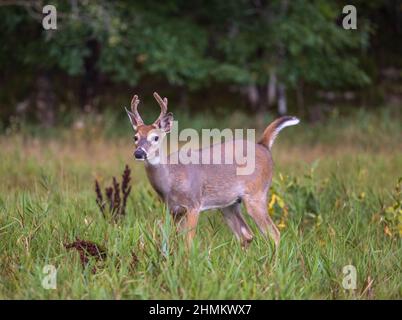 White-tailed buck in a Wisconsin meadow. Stock Photo