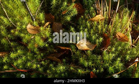 Green forest moss lit by sunbeams with grass and withered leaves. Stock Photo