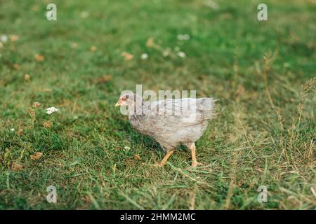 gray chick running on green grass Stock Photo