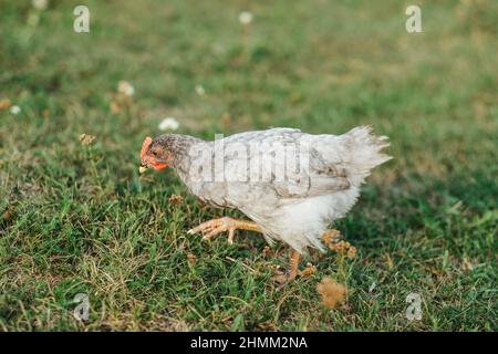 gray chick running on green grass Stock Photo