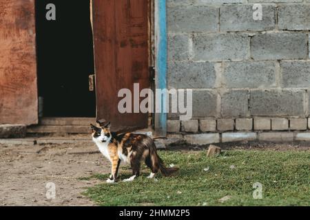 Three color lucky cat with tortoiseshell coloring in front of a farm Stock Photo