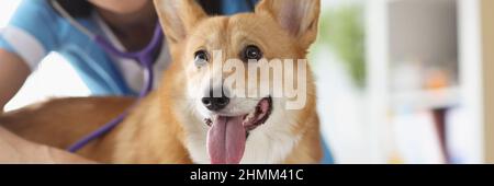 Smiling female veterinarian doctor listens with stethoscope to dog at medical appointment Stock Photo