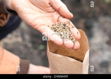 seeds of siderates as fast growing green manure in women hand. Organic farming. Stock Photo
