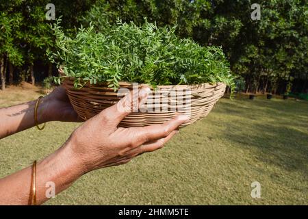 Female holding Green leafy Chickpea vegetable leaves. Tender chana chick pea or Bengal gram legume leaves in wicker bamboo basket sold in market outsi Stock Photo