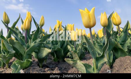 Yellow tulips grow in a field on a sunny day in spring with a blue sky above.