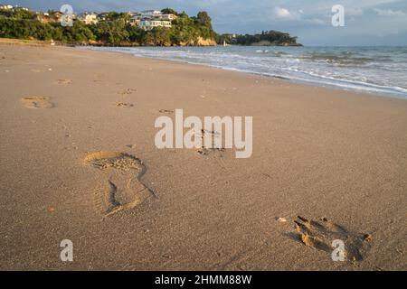 Human footprints and Dog paw prints on the soft sandy beach with out-of-focus houses in the distance, Milford Beach, Auckland Stock Photo