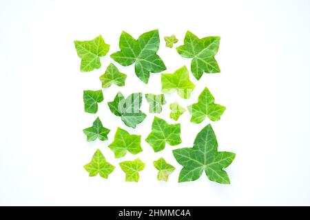 Various sizes of mixed green ivy leaves arranged in a square on a plain white background. Hedera helix. Botanical nature backgrounds. Stock Photo