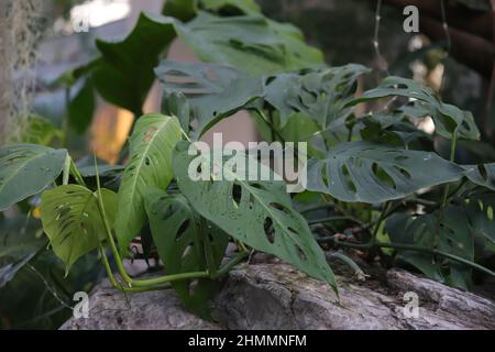 Monstera Adansonii Monkey Mask Araceae Stock Photo