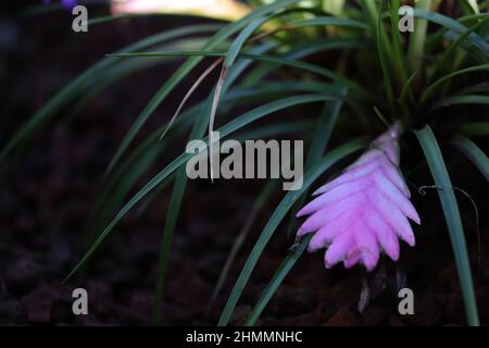 Bromeliad (Bromeliaceae) in flower in rainforest, Salto Morato Nature  Reserve / RPPN Salto Morato, Guaraquecaba, Parana, Brazil Stock Photo -  Alamy