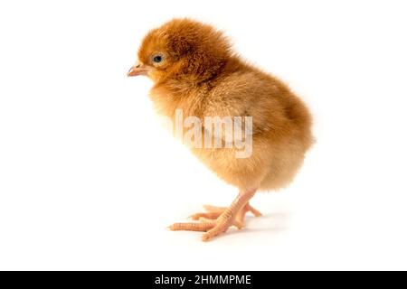 Small chicken on a white background Stock Photo