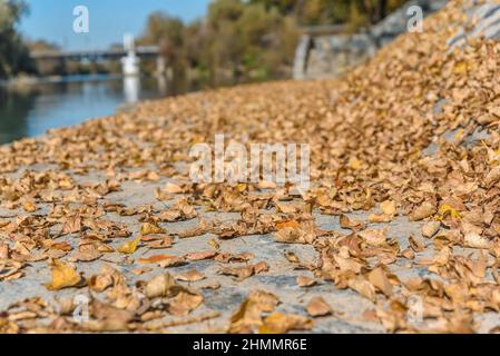 Autumn leaves on walkway near river with blue sky background Stock Photo