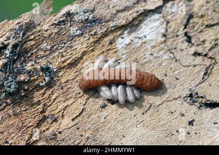 A caterpillar of an owl moth parasitized by parasitoid wasps of Braconidae family. Visible white cocoons of parasites. Stock Photo