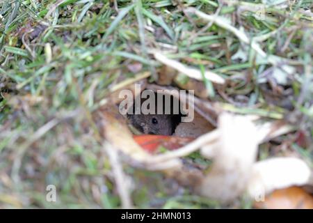A house mouse hiding in a burrow dug in the compost pile. Stock Photo