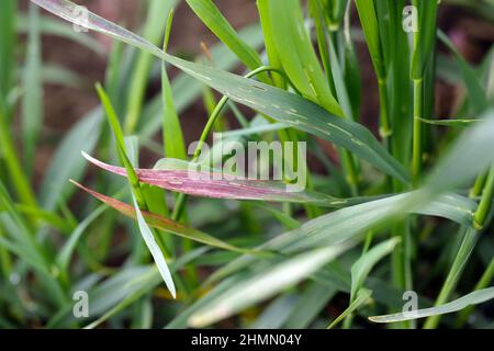 Barley yellow dwarf (BYD) is a plant disease caused by the barley yellow dwarf virus (BYDV), and is the most widely distributed viral disease of cerea Stock Photo