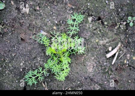 Tripleurospermum maritimum (syn. Matricaria maritima) - commonly known as false mayweed or sea mayweed. Widespread and common weed in agricultural and Stock Photo