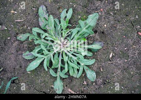Centaurea cyanus, commonly known as cornflower or bachelor's button. Widespread and common weed in agricultural and horticultural crops. Stock Photo
