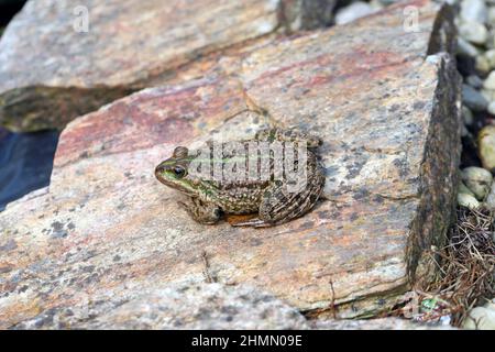 A frog sitting on a stone on the edge of a garden pond. Stock Photo