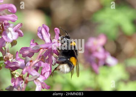 Bumblebee biting through a flower to get to the nectar. Stock Photo