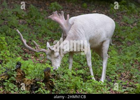 fallow deer (Dama dama, Cervus dama), albinotic stag, Germany