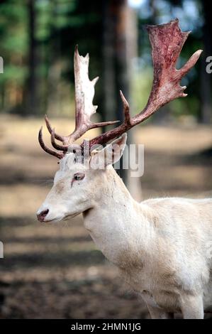 fallow deer (Dama dama, Cervus dama), albinotic stag with bloody antlers just after rubbing off the velvet, Germany