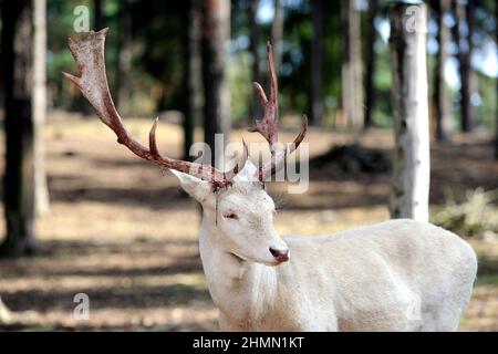fallow deer (Dama dama, Cervus dama), albinotic stag with bloody antlers just after rubbing off the velvet, Germany