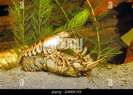 Spinycheek crayfish, American crayfish, American river crayfish, Striped crayfish (Orconectes limosus, Cambarus affinis), mating, side view, Germany Stock Photo