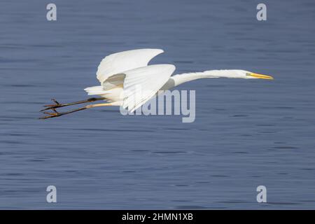 great egret, Great White Egret (Egretta alba, Casmerodius albus, Ardea alba), flying over the water surface, side view, Germany, Bavaria Stock Photo