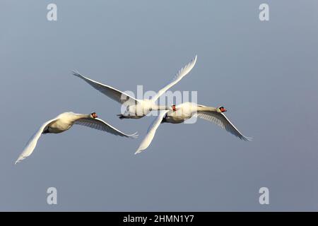 mute swan (Cygnus olor), three mute swans in flight, Germany Stock Photo