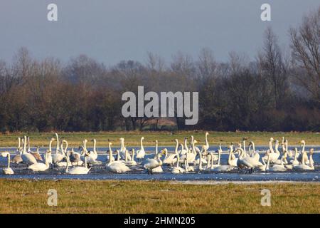 tundra swan (Cygnus columbianus), with whooper swans and mute swans at a lake in winter, Germany Stock Photo