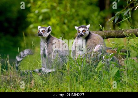 ring-tailed lemur (Lemur catta), two ring-tailed lemurs sunbathing Stock Photo