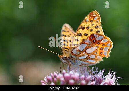 Queen of Spain fritillary (Argynnis lathonia, Issoria lathonia), sits on an inflorescence, Germany Stock Photo