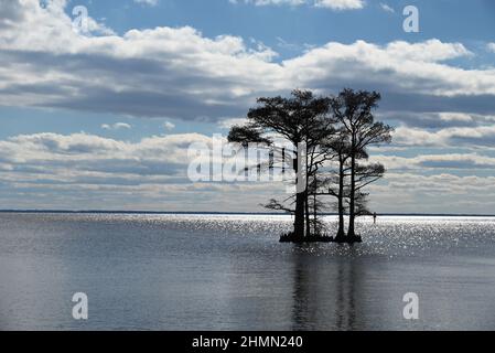 Cypress trees silhouetted against the horizon in the Albemarle Sound of North Carolina Stock Photo