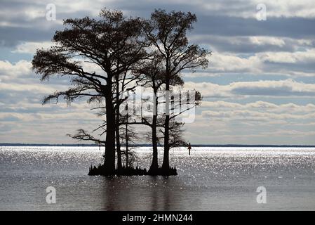 Cypress trees silhouetted against the horizon in the Albemarle Sound of North Carolina Stock Photo