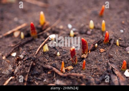 Closeup of red sprouts of young peonies flowers growing on wet land surrounded with some tree leaves and branches in garden in daytime. Observing Stock Photo