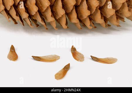 Norway spruce (Picea abies), cone with seeds, cutout, Germany Stock Photo