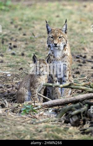 northern lynx (Lynx lynx lynx), mother sitting with young animal in a forest clearing, front view, Germany Stock Photo