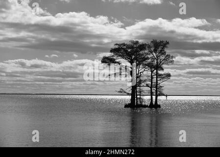 Cypress trees silhouetted against the horizon in the Albemarle Sound of North Carolina Stock Photo