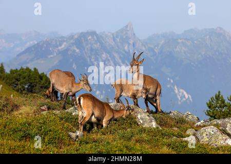 Alpine ibex (Capra ibex, Capra ibex ibex), female Alpine ibexes with their fawns at a slope, Gebirge im Hintergrund, Switzerland, Bernese Oberland, Stock Photo