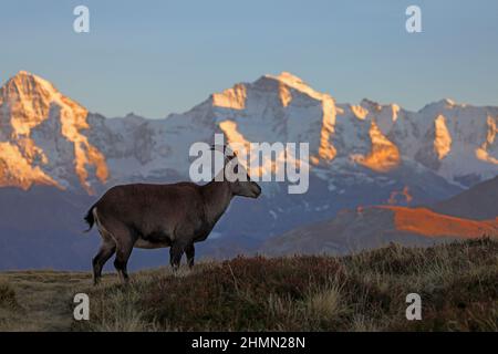Alpine ibex (Capra ibex, Capra ibex ibex), female ibex standing in mountain heath against the backdrop of the Bernese Alps with Jungfrau in the Stock Photo