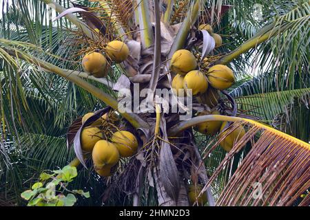 coconut palm (Cocos nucifera), coconus on a coconut palm, Indonesia ...