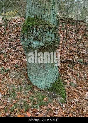 oak (Quercus spec.), old oak trunk with moss and lichens, Germany, Lower Saxony Stock Photo