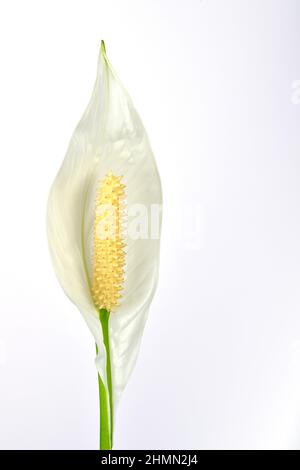 Peace Lily (Spathiphyllum wallisii), inflorescence, cutout