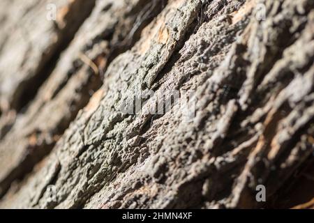 Close up view of a portion of a tree skin with back light Stock Photo