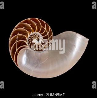 Cross-section of A chambered nautilius shell - nautilius popmilius Stock Photo