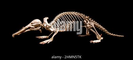 A skeleton of the platypus (Ornithorhynchus anatinus), duck-billed platypus, isolated on a black background Stock Photo